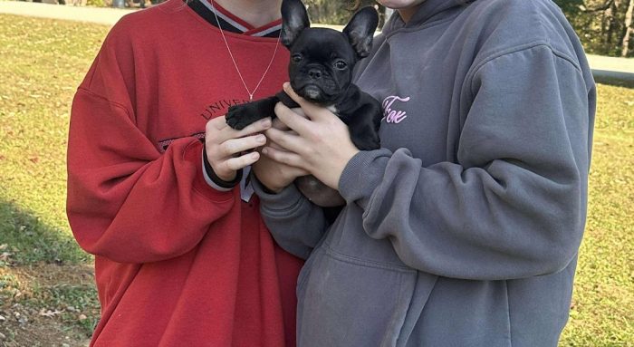 Lionmark Frenchies reviews, AKC French Bulldog breeder in Kentucky, French Bulldog breeder testimonials, Louisville Frenchie breeder feedback, Frenchie puppy reviews Kentucky,