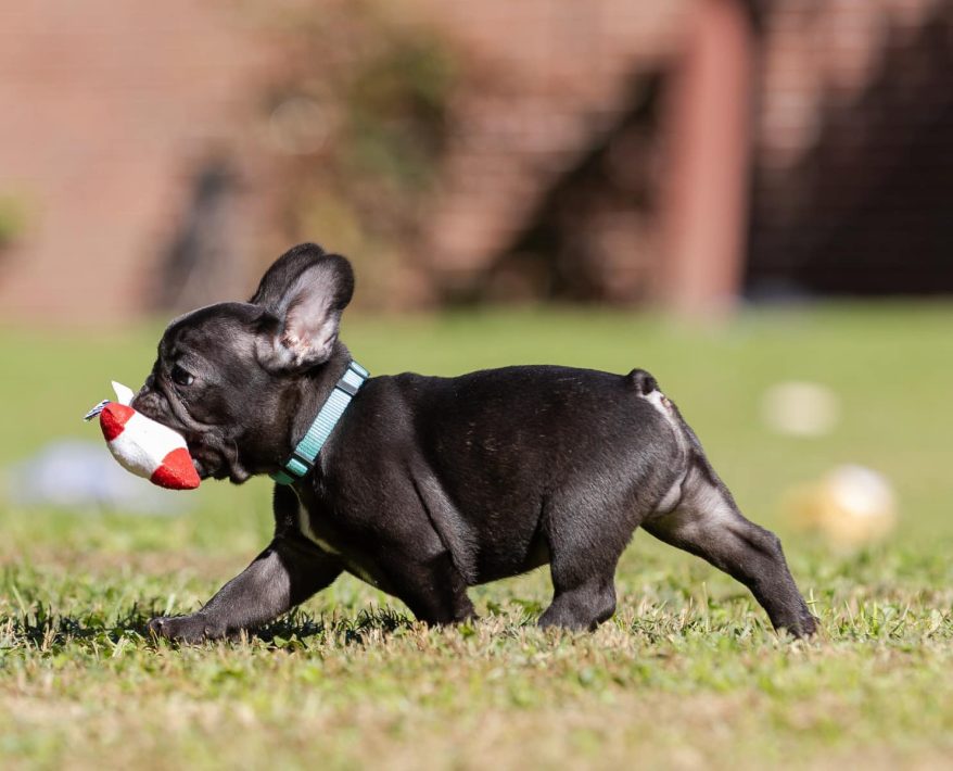Choosing the Right French Bulldog Puppy: A Guide for First-Time Owners