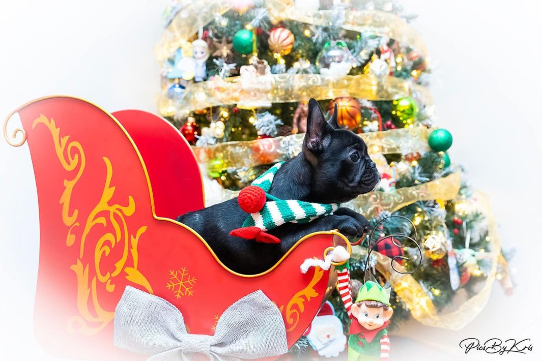 Merry Christmas 2024 from the Swayze × Yarra Litter! 🎄