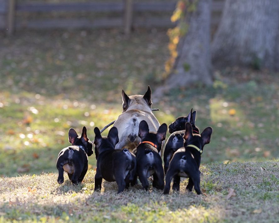 Inside Lionmark Frenchies: How We Raise Champion-Bloodline Puppies with Heart