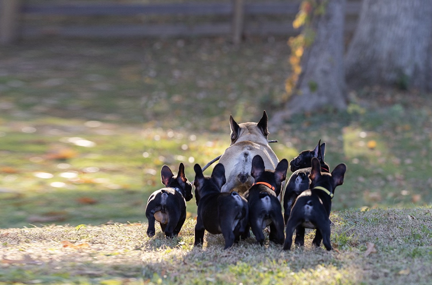 Top-Quality French Bulldog Puppies in Kentucky, AKC French Bulldog breeder Kentucky, Champion bloodline French Bulldogs , French Bulldog puppies for show and companionship, Louisville French Bulldog kennel,