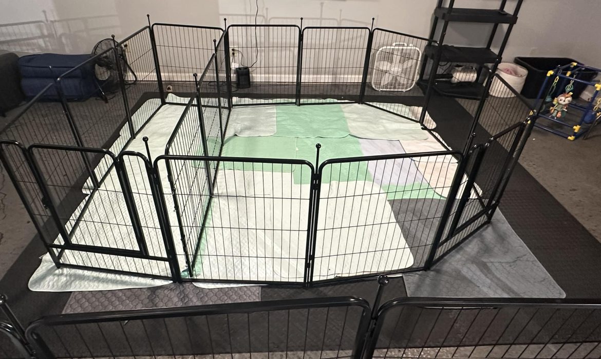 Puppy Play Area