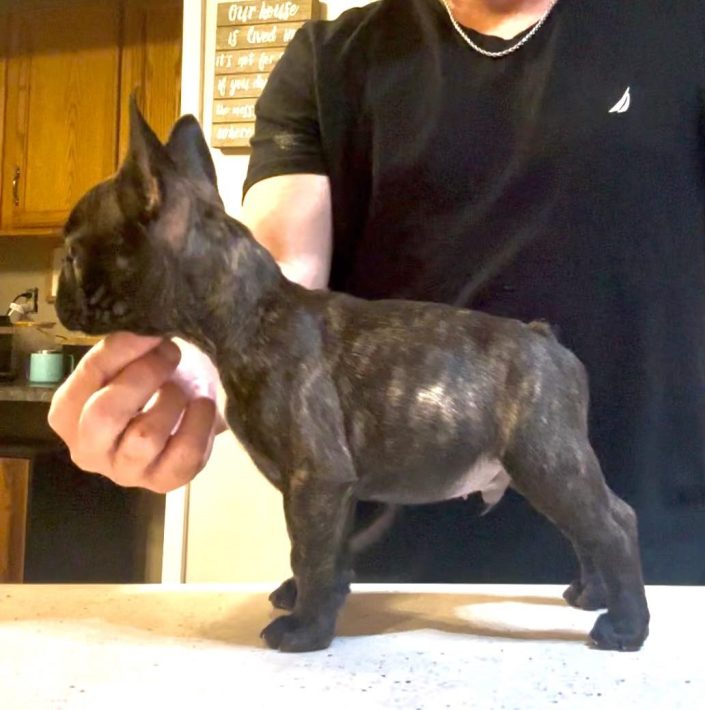 Puppy Training Spotlight – Meet Sonic!