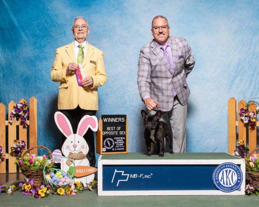 Easter Win for Vinnie – Lionmark’s Exclusive Shines in the Ring!