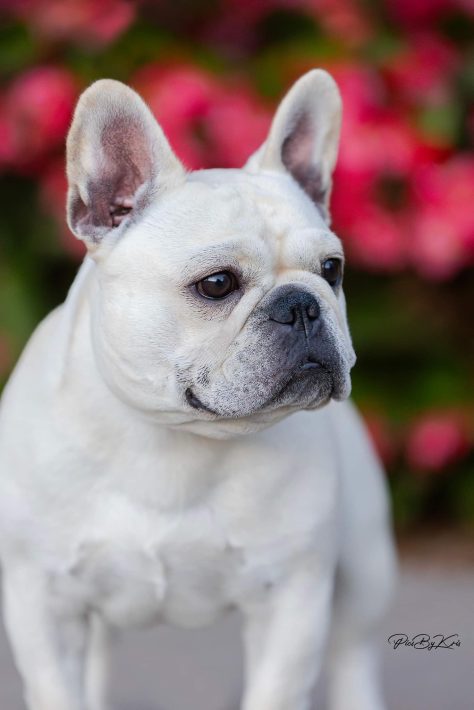 Another Champion at Lionmark Frenchies!