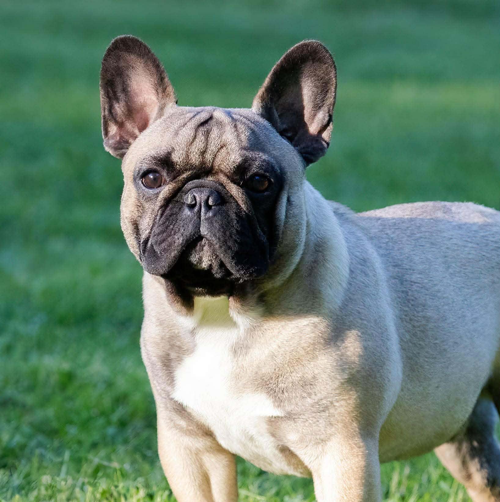 Meet Rocco